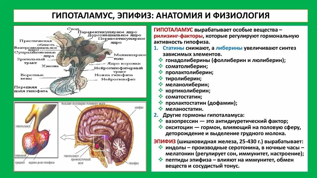 Строение гипоталамуса ЕГЭ. Функции гипофиза и эпифиза таблица. Функция гипоталамуса в организме человека. Строение и функции гормонов гипоталамуса. Гипофиз функции кратко