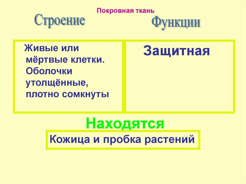 Покровная строение и функции. Ткани растений покровные ткани строение и функции. Покровная ткань строение и функции. Функции покровнаяткани растений. Строение покровной ткани растений.