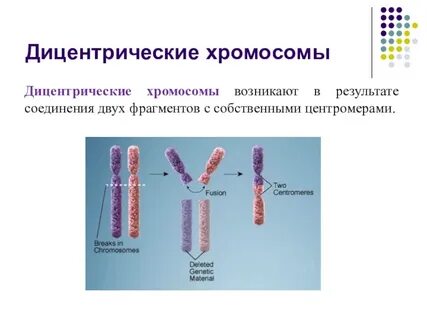 Образование хромосом