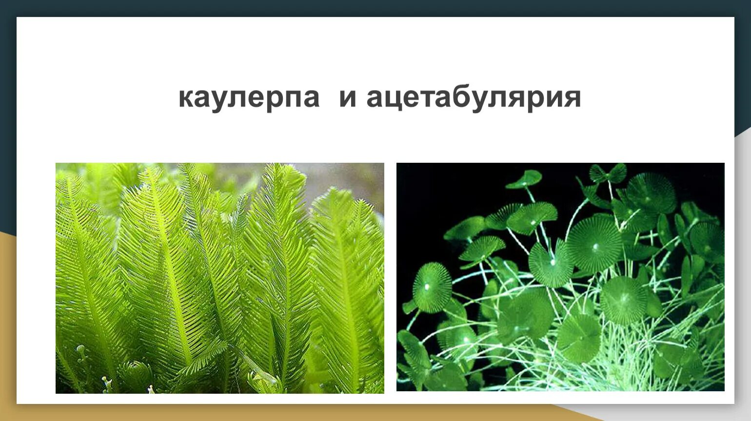 Споровые растения примеры названия. Споровые водоросли. Споровые растения. Ацетабулярия. Каулерпа.