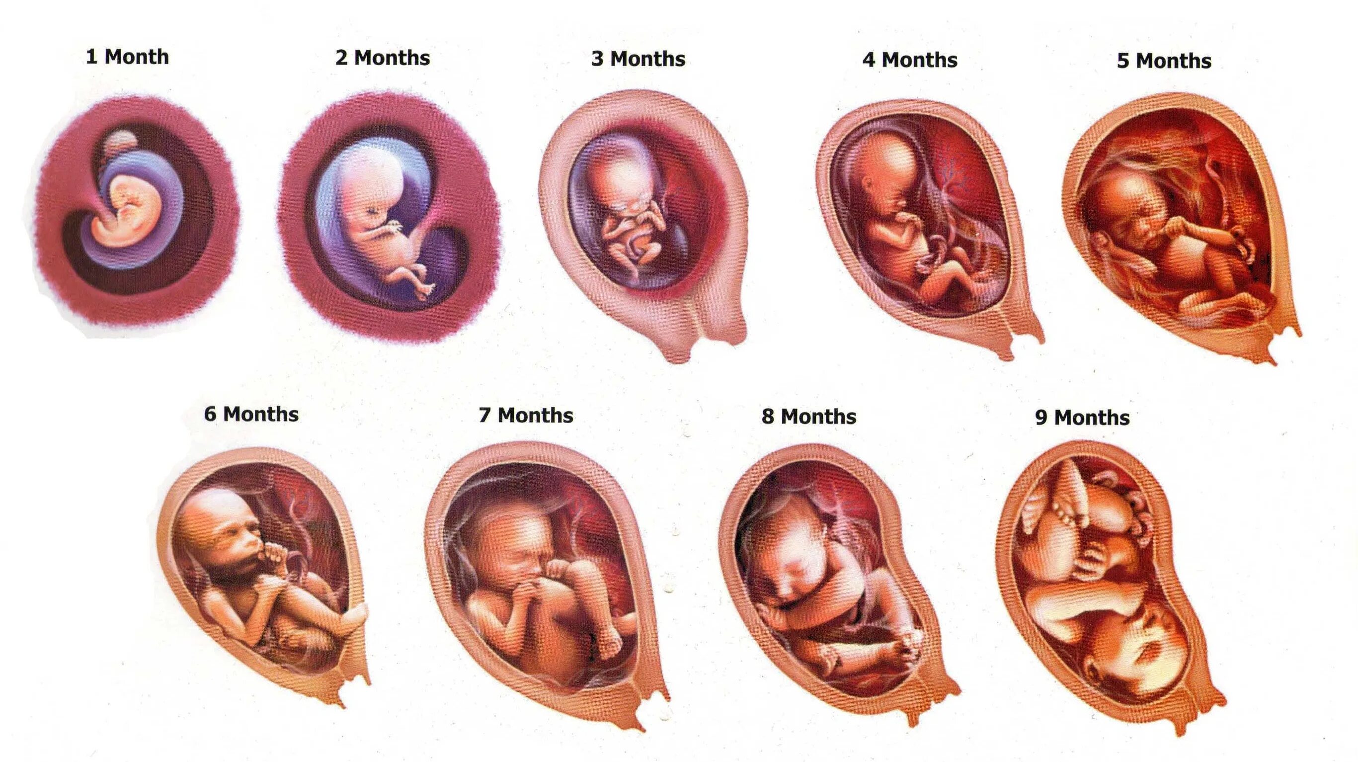 9 Недельный ребенок в утробе матери. Развитие плода в утробе матери. Ребёнок в утробе матери по неделям. Ребенок в утробе по месяцам.