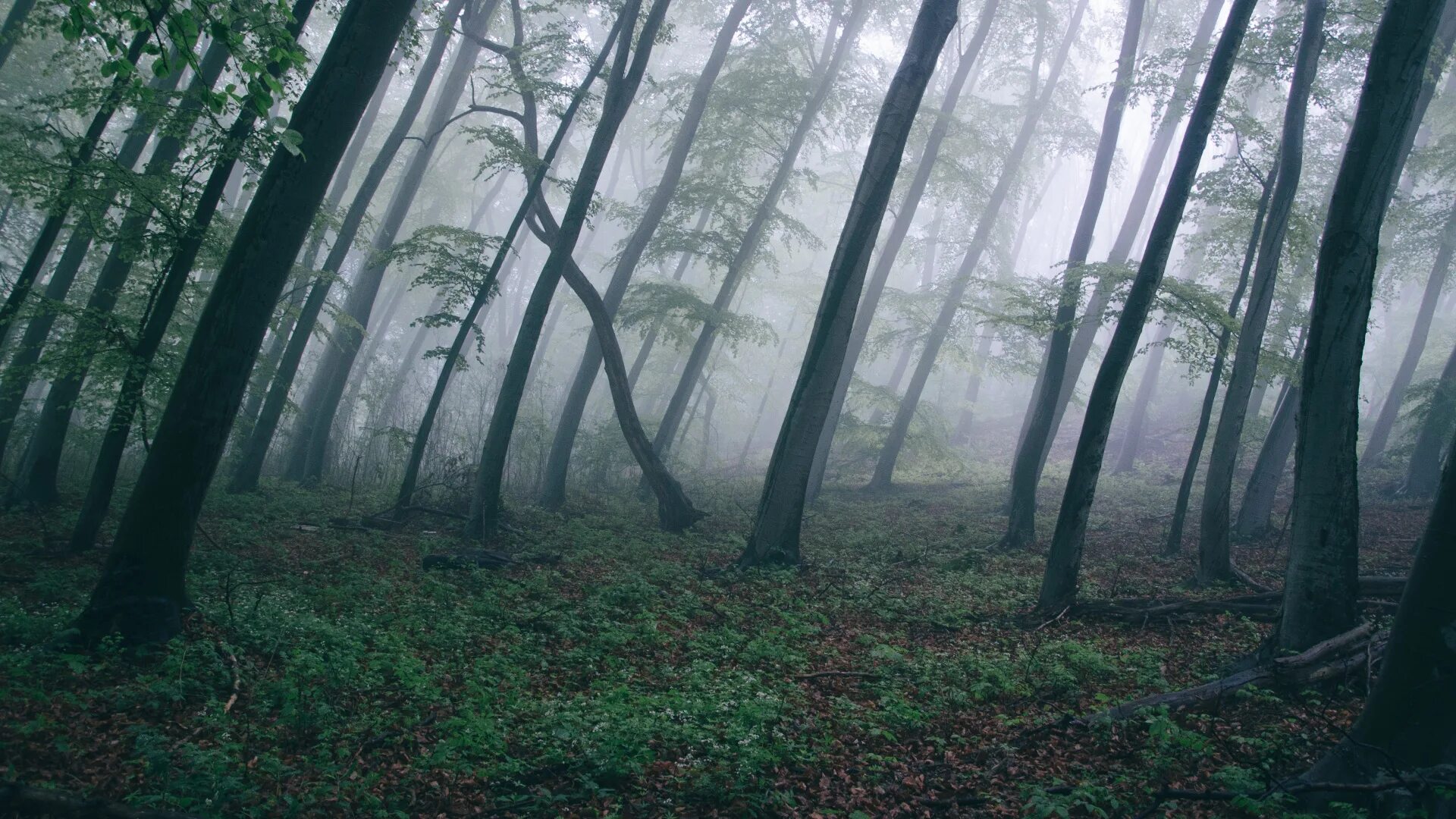 Зеленая дымка на деревьях. Страшный лес. Мрачный лес. Темный лес. Туманный лес.