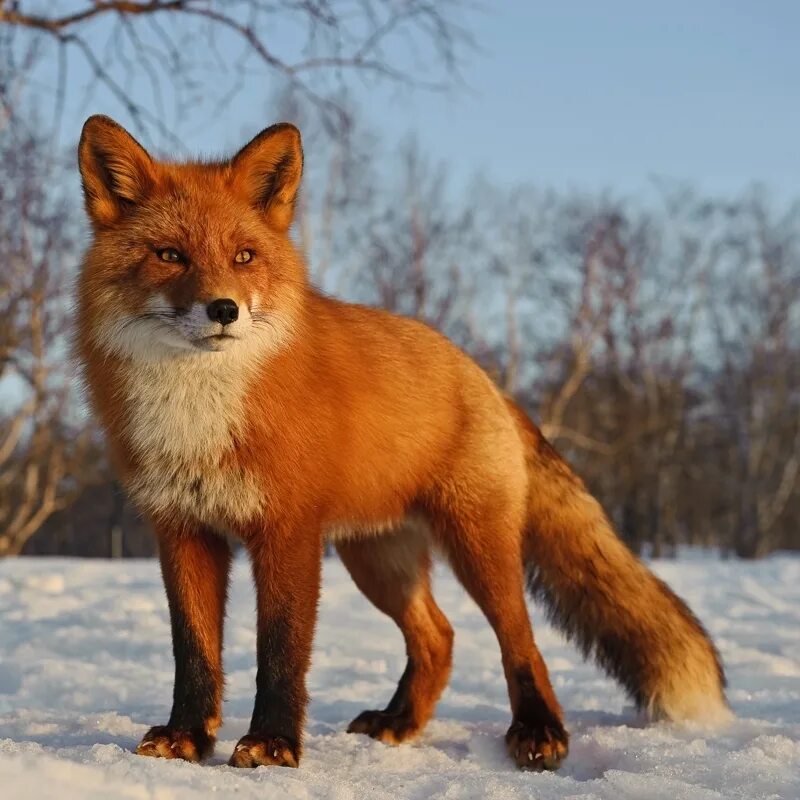 Изображения дикие животные. Лисица обыкновенная лисица. Рыжая обыкновенная лисица. Уссурийская обыкновенная лисица. Дикие звери.