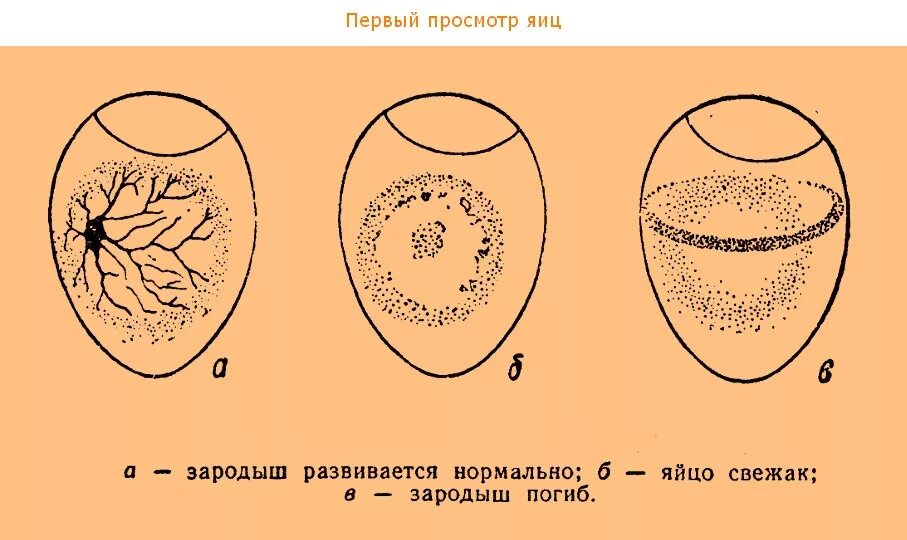 Как узнать есть ли в яйце зародыш. Формирование зародыша в яйце. Схема развития зародыша в яйце. Формирование зародыша в яйце курином.