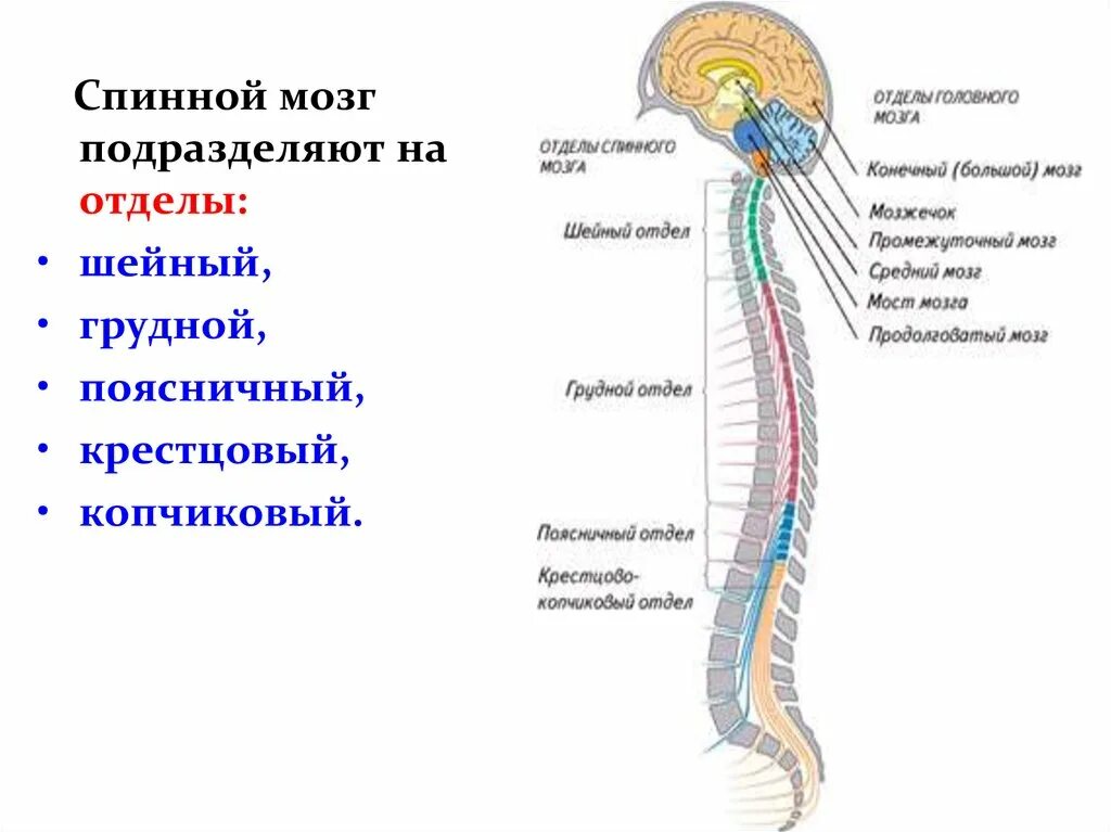 Шейный отдел спинного мозга строение. Структуры отдела спинного мозга. Строение спинного мозга физиология. Отделы позвоночника спинного мозга функции.