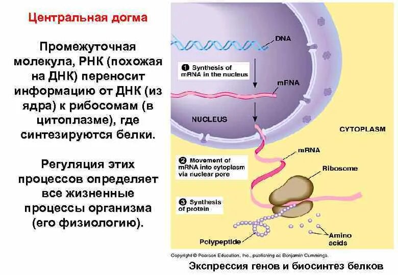 Из ядра в цитоплазму транспортируются:. Через ядерные поры из цитоплазмы в ядро транспортируются. Синтез ДНК В ядре. Синтез РНК В ядрышке.