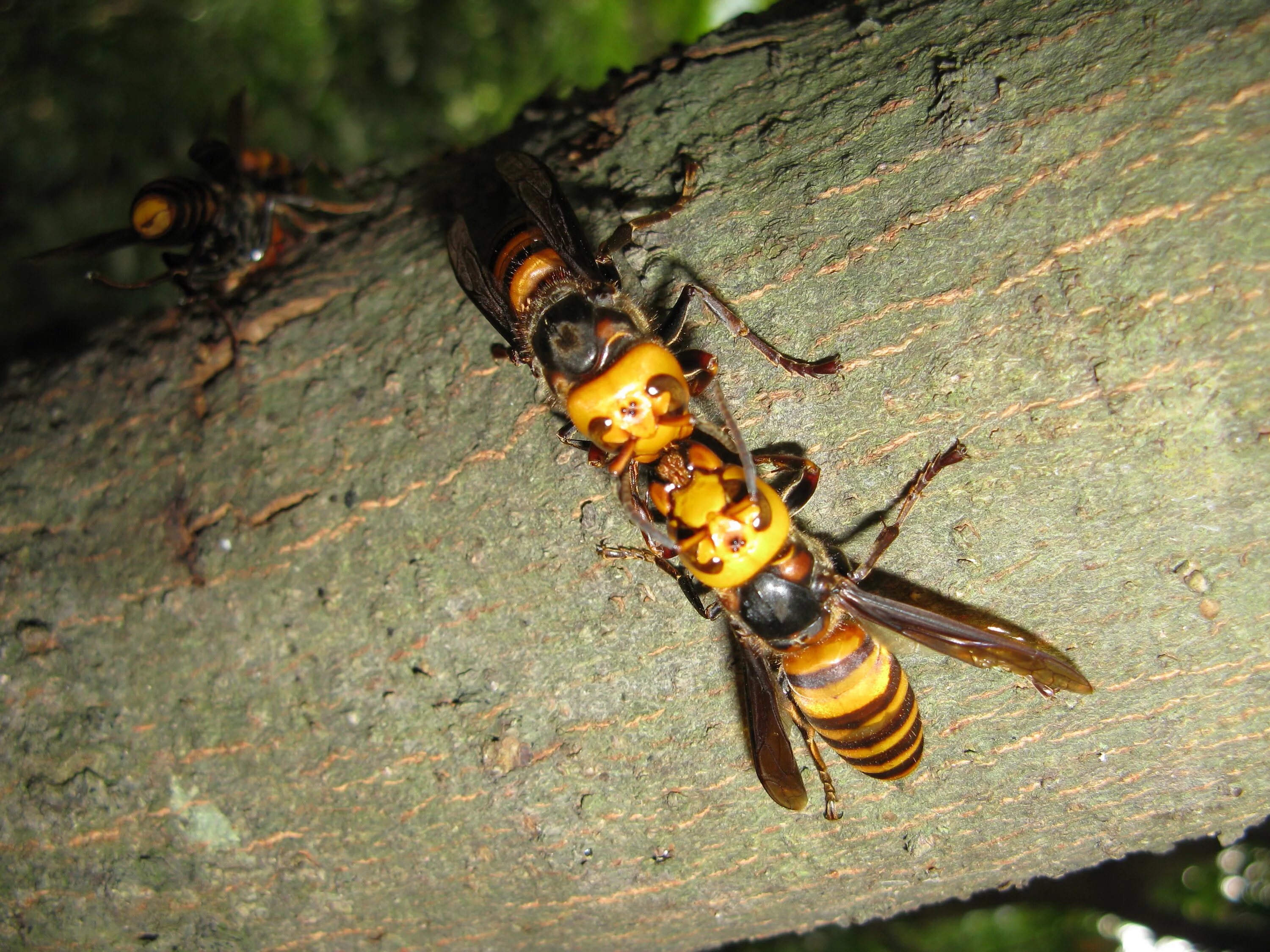 Vespa mandarinia Шершень. Гигантский азиатский Шершень убийца. Vespa mandarinia japonica. Vespa mandarinia гигантский азиатский Шершень. Самого большого шершня