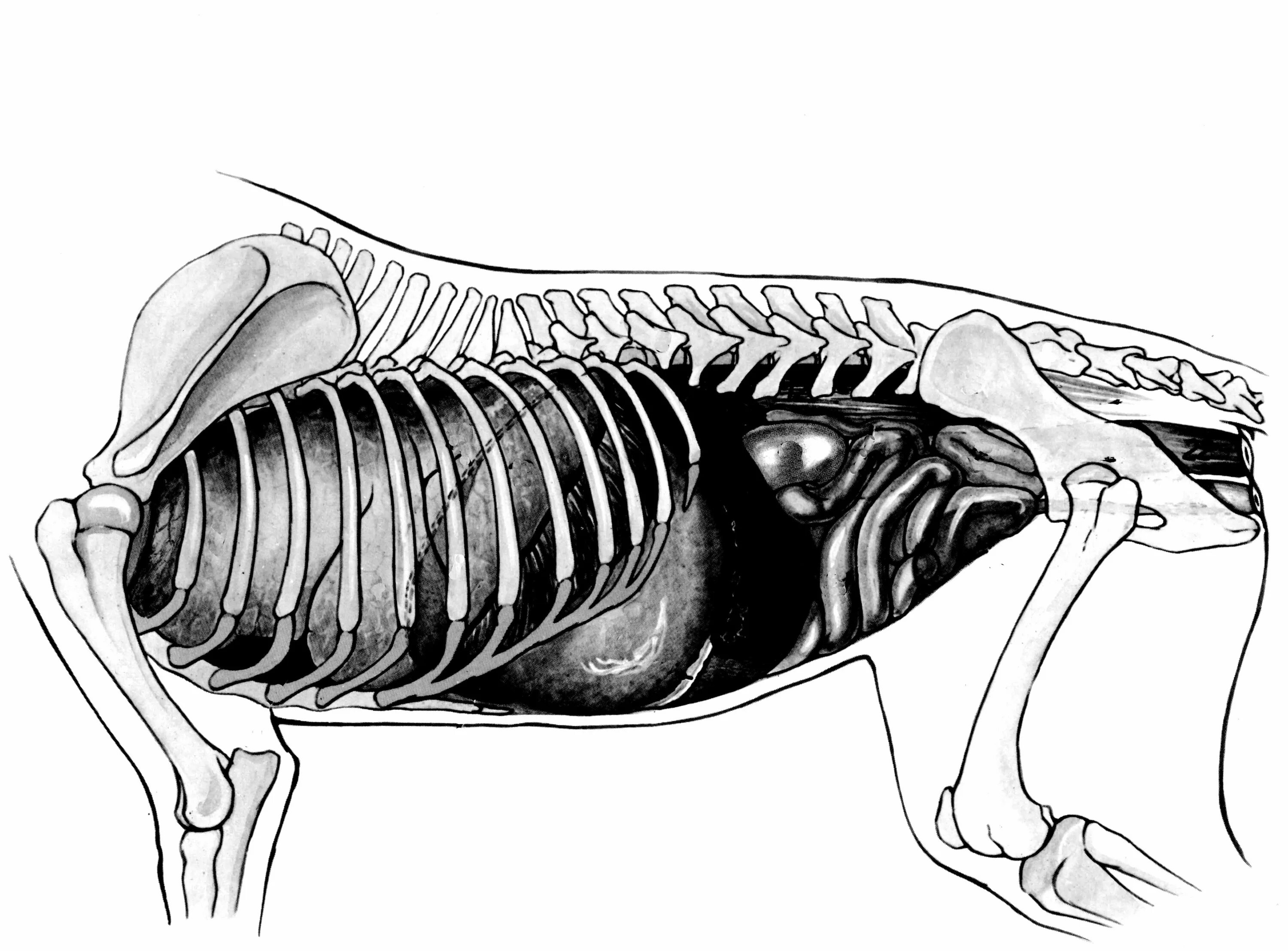 Орган отделяющий грудную полость от брюшной. Топография внутренних органов собаки. Топография органов брюшной полости собаки. Анатомия собаки органы брюшной полости. Топография внутренних органов собаки с левой стороны.