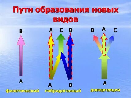 Процесс образования новых видов в природе
