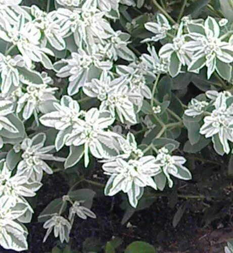 Euonymus Perryhill Nurseries Garden plants, Plants, Front garden design