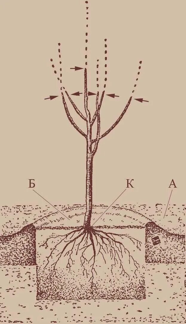 Посадка яблони весной саженцами. Посадка яблони однолетки. Корневая шейка саженца черешни. Посадка вишни корневая шейка. Посадка саженцев вишни