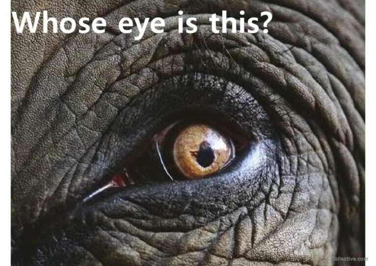 А чьи это глазки открываются. Необычные глаза животных. Глаза слона. Глаза зверя. Глаза различных существ.