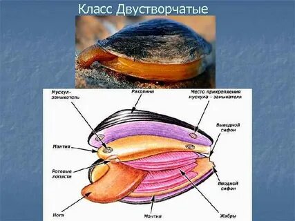 Строение устрицы