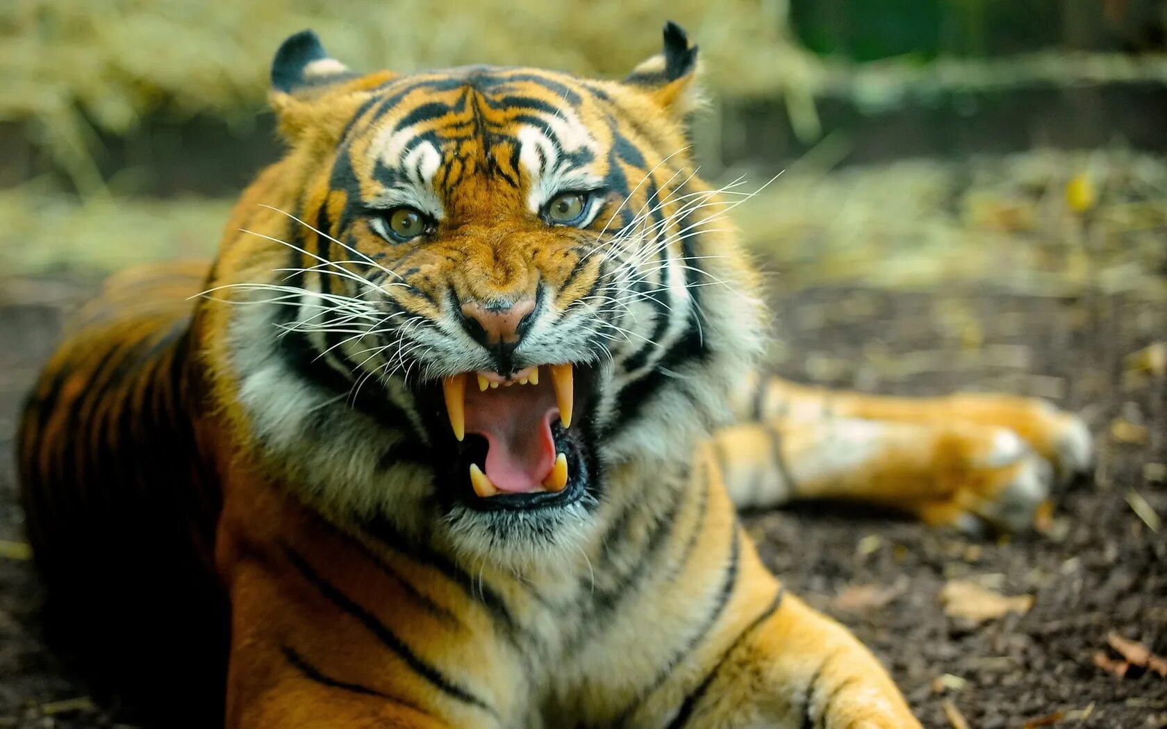 Хорош тайгер. Тигр оскал. Амурский тигр оскал. Суматранский тигр злой. Тигр на рабочий стол.