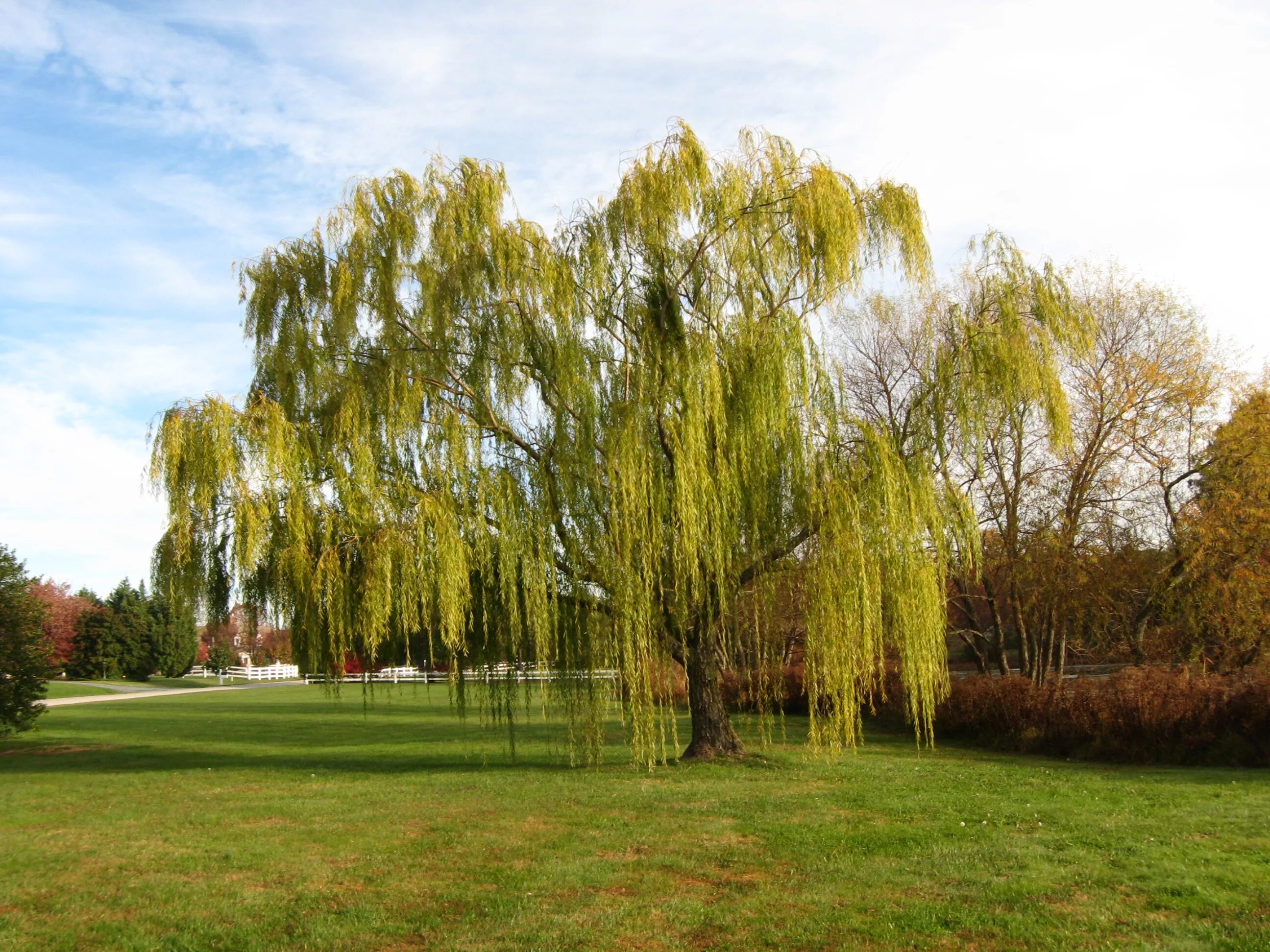 Ольха у реки. Ива ломкая ракита. Ива белая (ветла) salix alba. Ива ветла ракита. Ива белая ветла.