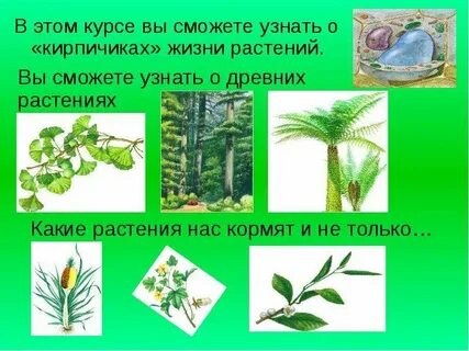 Тайны жизни растений