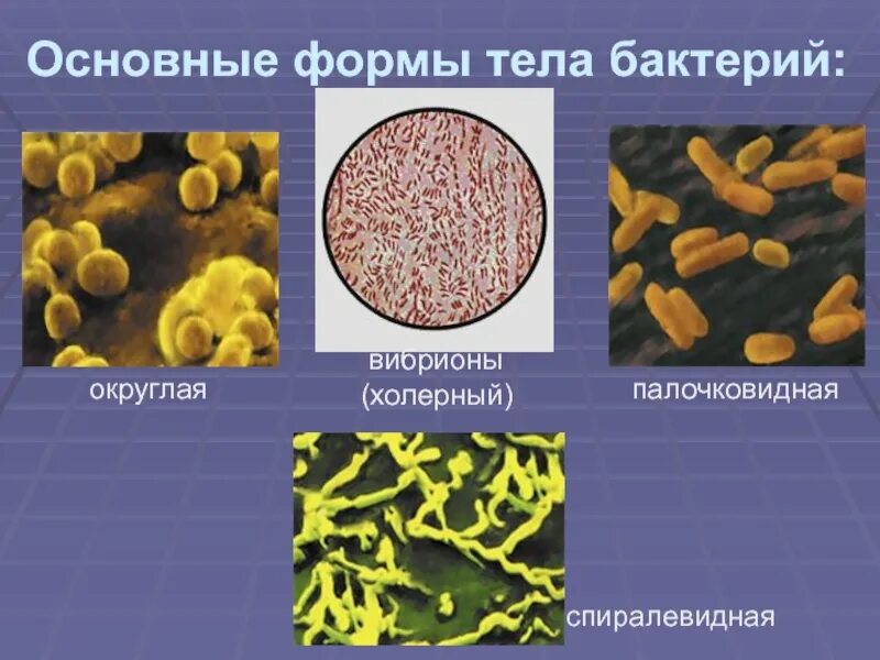 Бактерии в основном организмы