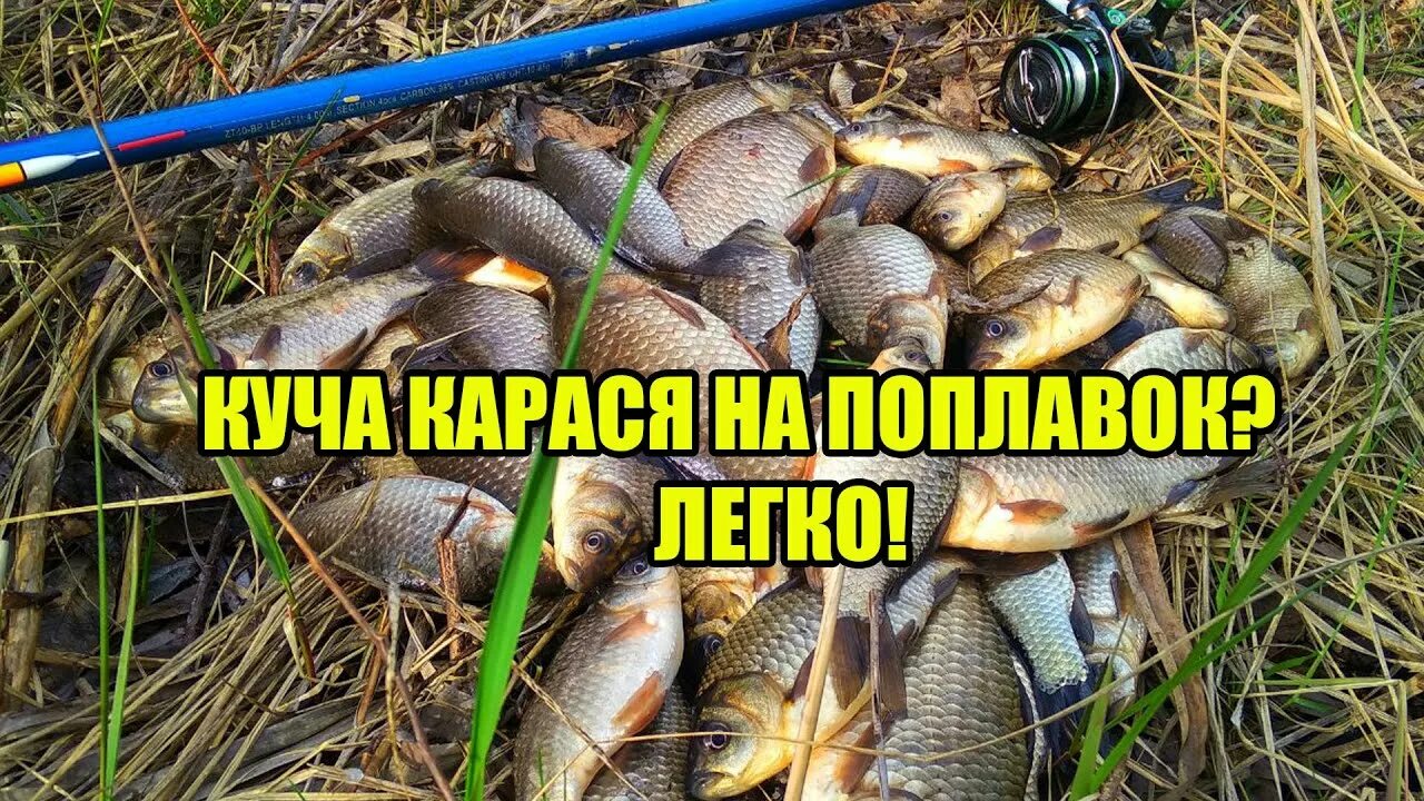 Ловить карасей в пруду