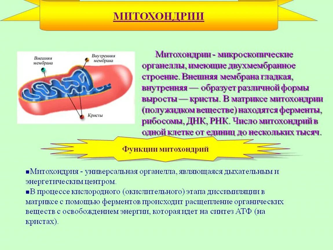 Каковы строение и функции митохондрий. Функции внешней мембраны митохондрий. Внутренняя мембрана митохондрий. Митохондрии функции. Строение митохондрии.