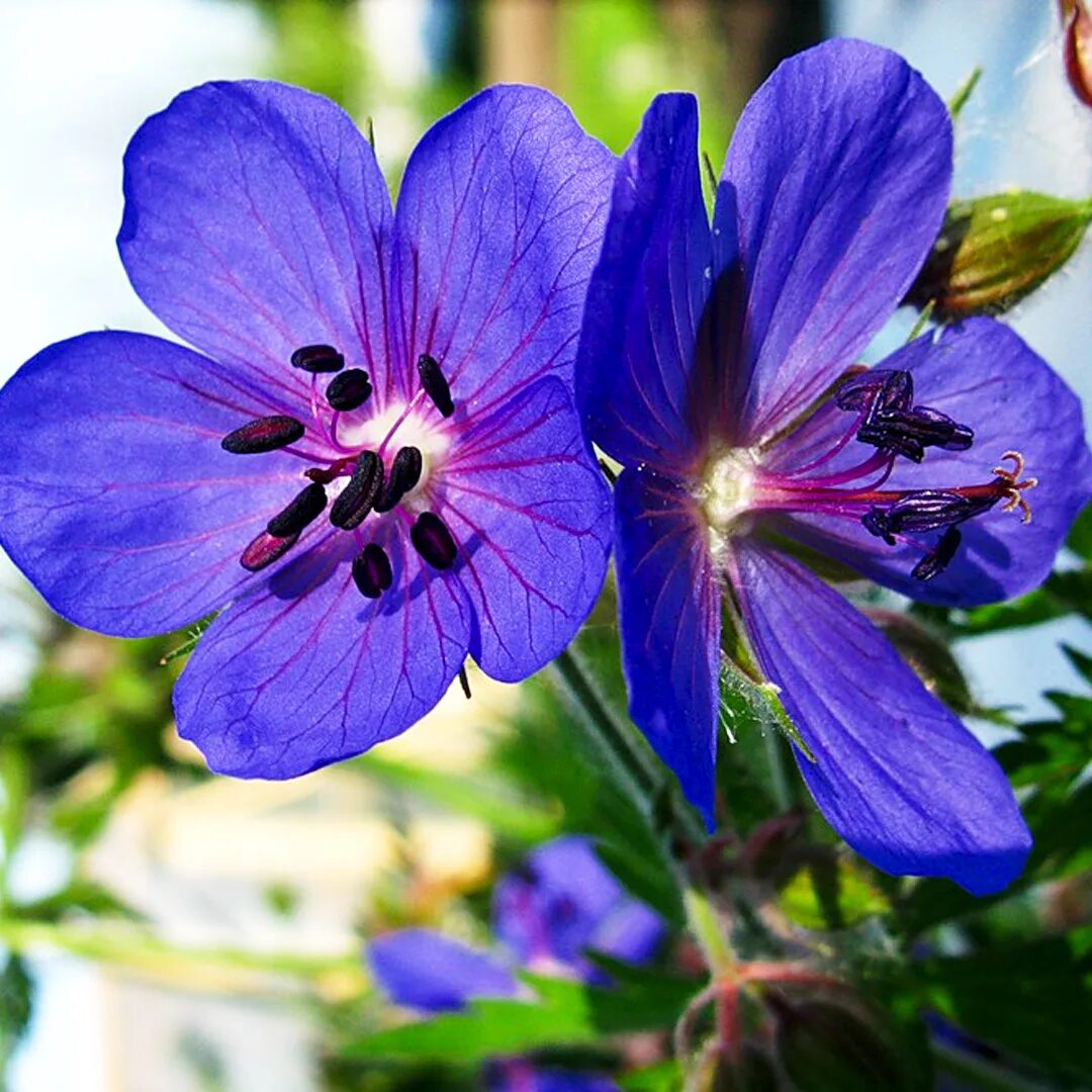 Герань Луговая журавельник Луговой. Герань Луговая []* (Geranium pratense. Герань Луговая фиолетовые пташки. Герань Луговая сиреневая.