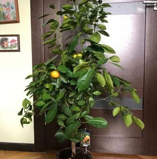 Саженцы мандарина