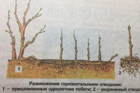 Как укоренить черенки голубики