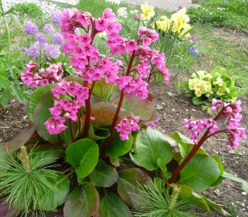 Бадан сердцелистный. Бадан Morgenrote. Бадан cordifolia. Бадан толстолистный. Цветок бадан фото и описание