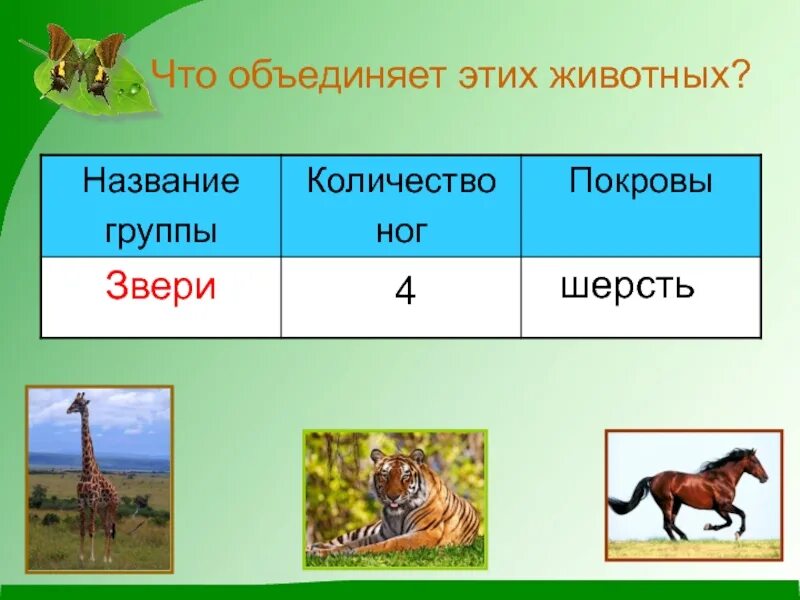 В какой класс объединяют животных имеющих. Группы животных. Группы животных 2 класс окружающий мир. Что объединяет этих животных. Какие бывают животные 1 класс.