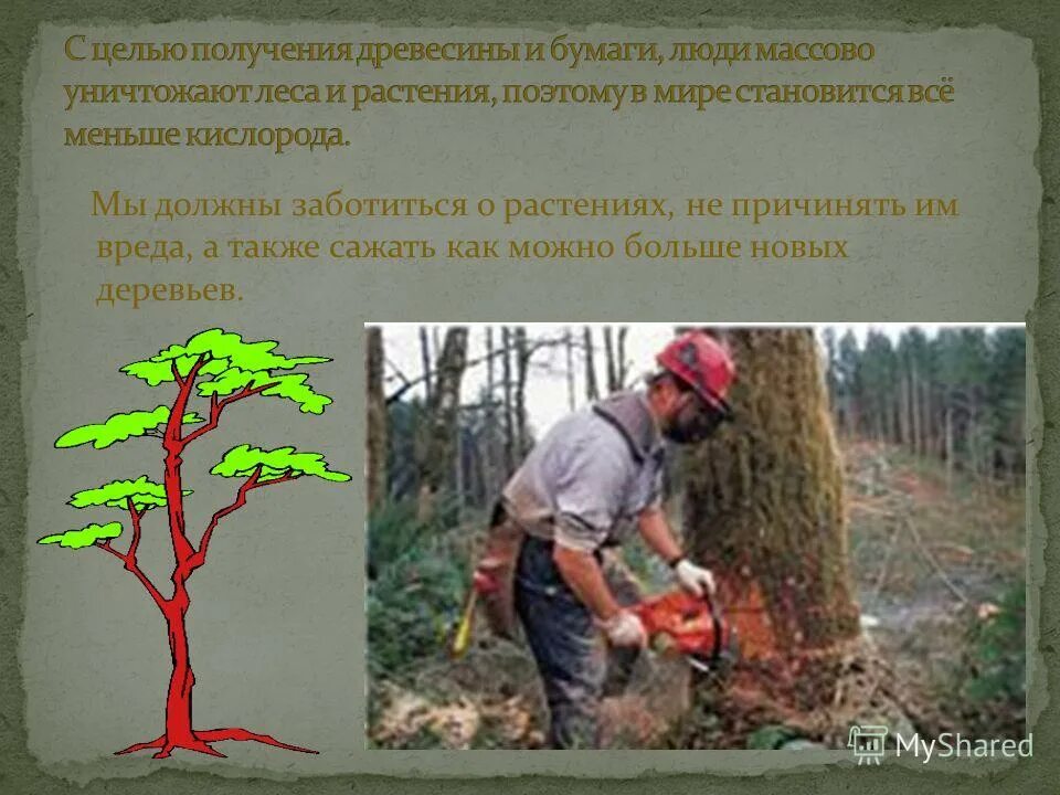 право на получение древесины