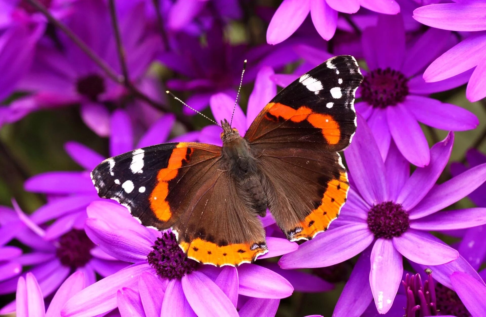 Красивые бабочки на цветах. Бабочка на цветке. Красивые бабочки. Яркие бабочки. Прекрасная бабочка.