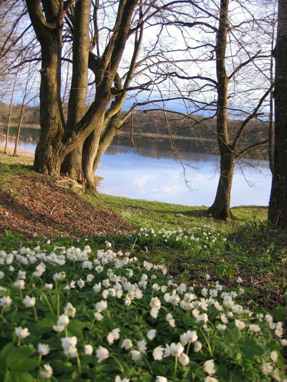 Early spring. Природа весной. Весенний пейзаж.