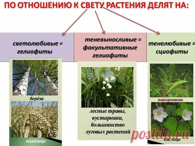 Растения гелиофиты. Светолюбивые тенелюбивые теневыносливые растения. Светолюбивые тенелюбивые теневыносливые растения. Экологические группы растений. Факультативные гелиофиты теневыносливые растения.