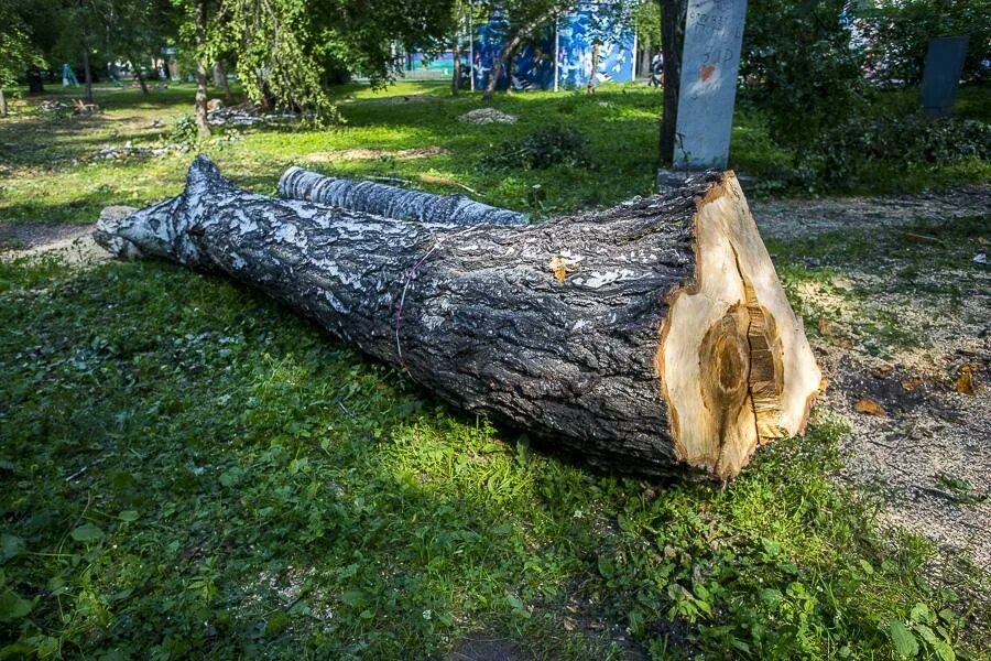 Сон спиленное дерево. Срубленное дерево. Вырубленные деревья. Спилить дерево во дворе. Рубка деревьев в парке.