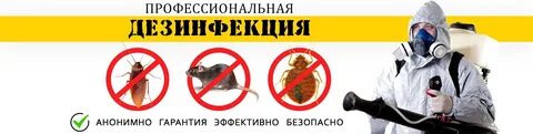 Оказание услуг дезинсекции