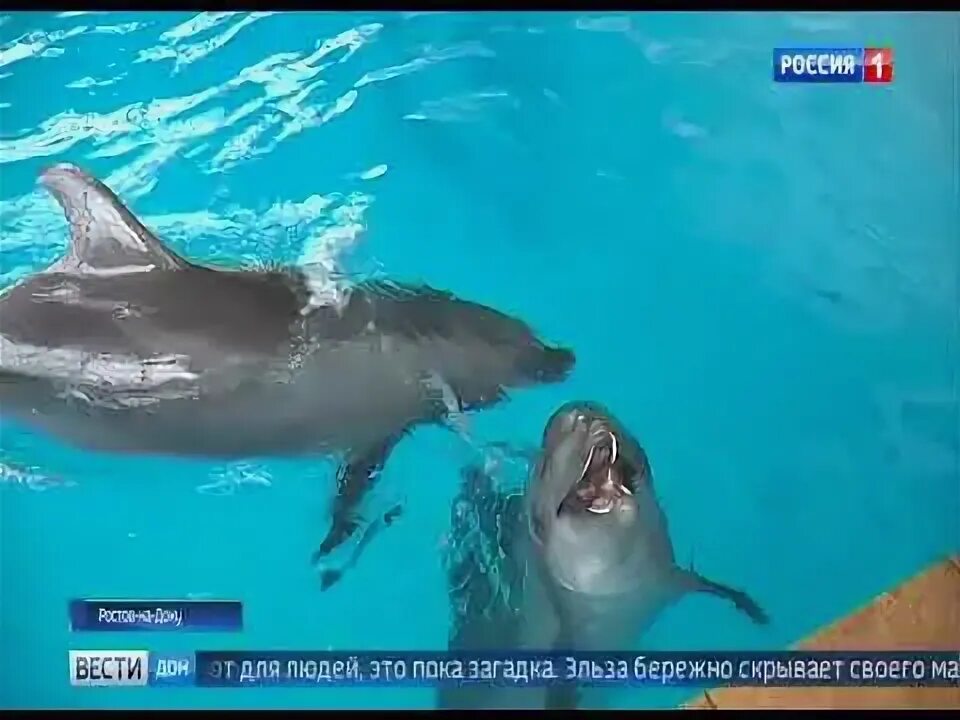 Дельфин ростов. Дельфин ростов