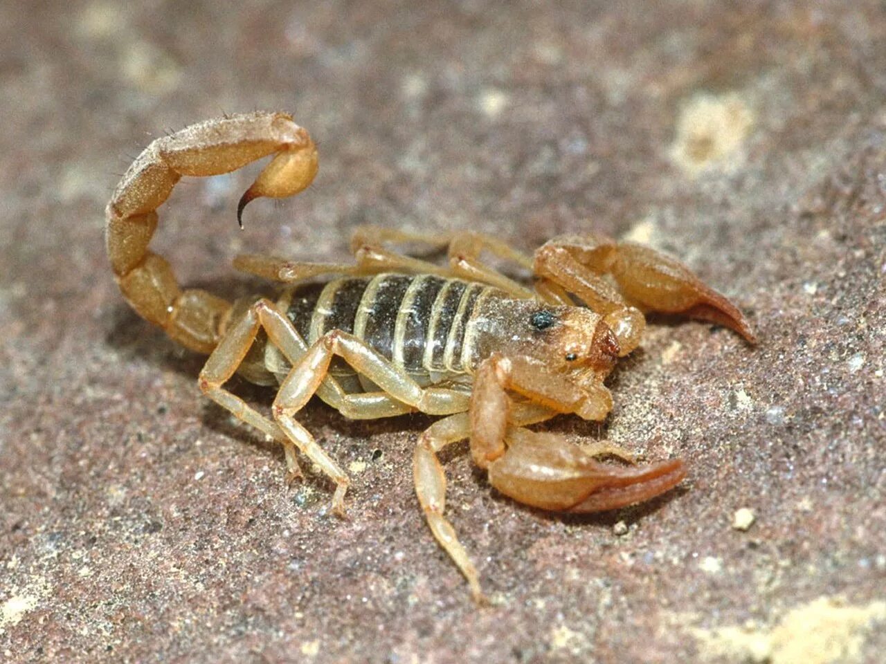 Родственники скорпиона. Стрипедтальский Скорпион. Итальянский Скорпион Euscorpius italicus. Paruroctonus Boreus. Арабский толстохвостый Скорпион.