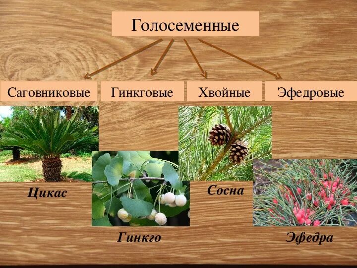 Классификация хвойных. Хвойные Гинкговые Гнетовые Саговниковые. Голосеменные саговник, гинкго. Хвойные, сосновые, Кипарис, Саговниковые, Гинкговые. Голосеменные растения примеры.