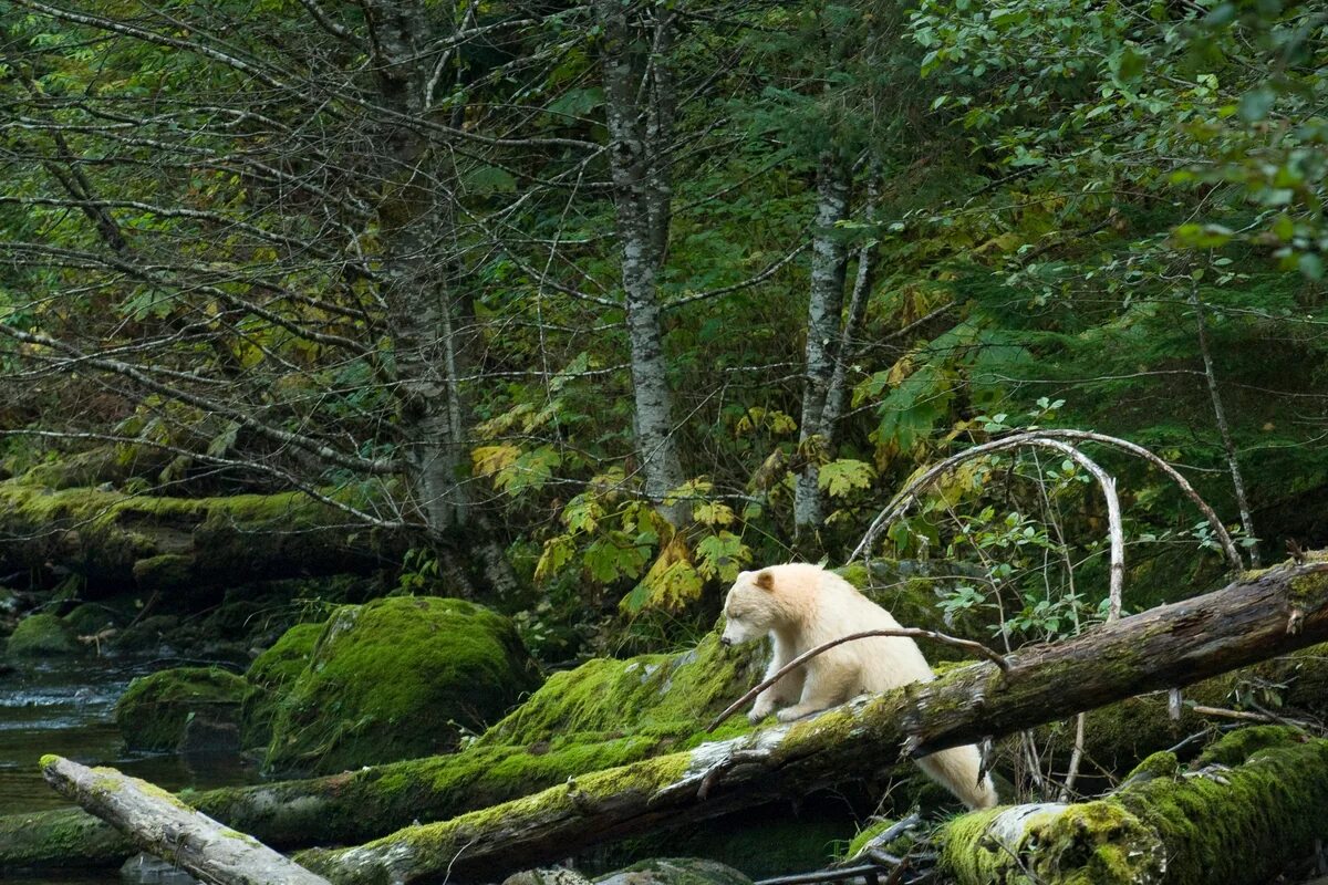Гринпис лесной. Great Bear Rainforest Канада. Гринпис природа. Дождевой лес Великого медведя. Лес Великий медведь Канада.