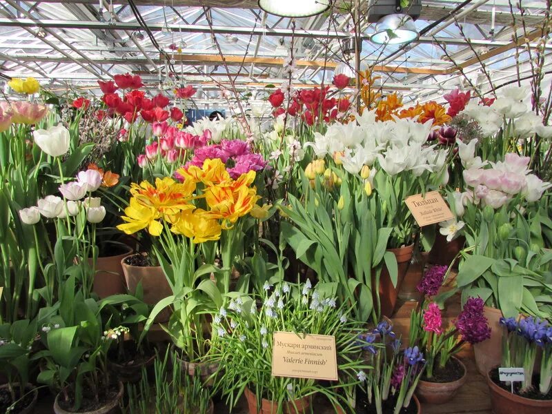 аптекарский огород выставка. выставка тюльпанов в аптекарском огороде. выставка репетиция весны в аптекарском огороде. аптекарский огород тюльпаны. репетиция весны в аптекарском огороде.
