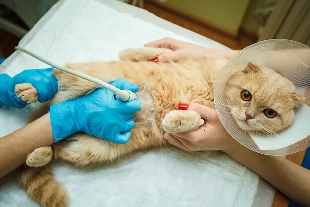 Узи брюшной полости коту. Узи брюшной полости кошки.