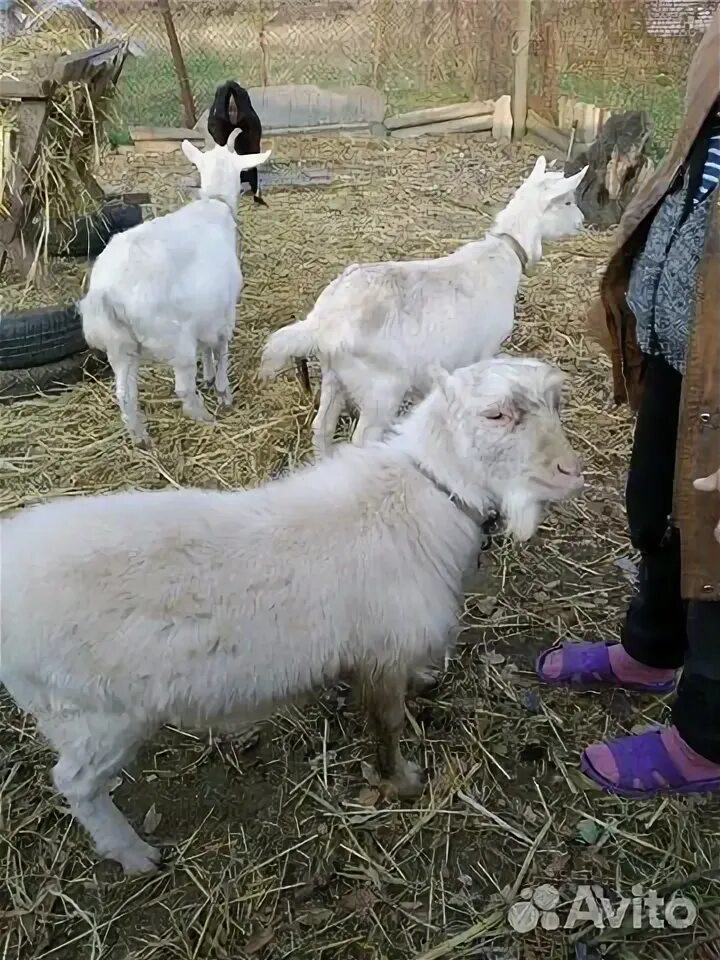 Авито коза ламанча. Козлята породы ламанча. Авито коза ламанча. Козел ламанча фото. Козел ламанча фото.