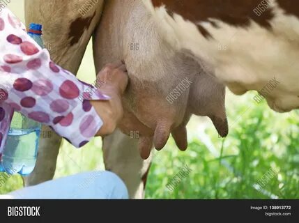 Download high-quality Woman milking cow images, illustrations and vectors p...