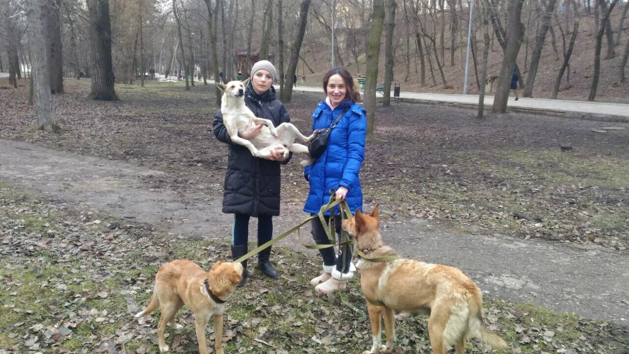 Пропала немецкая овчарка мытищи. Ессентуки собаки. Ессентуки собаки. Шавки ессентуки. Щенки бесплатно в ессентуках.