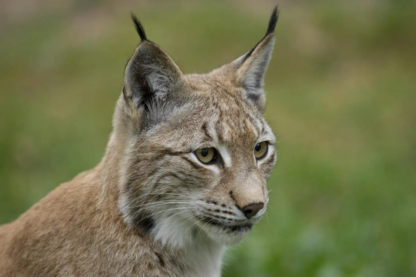 Туркестанская Рысь. Рысь Линкс. Обыкновенная Рысь Lynx Lynx. Бобкэт Рысь.