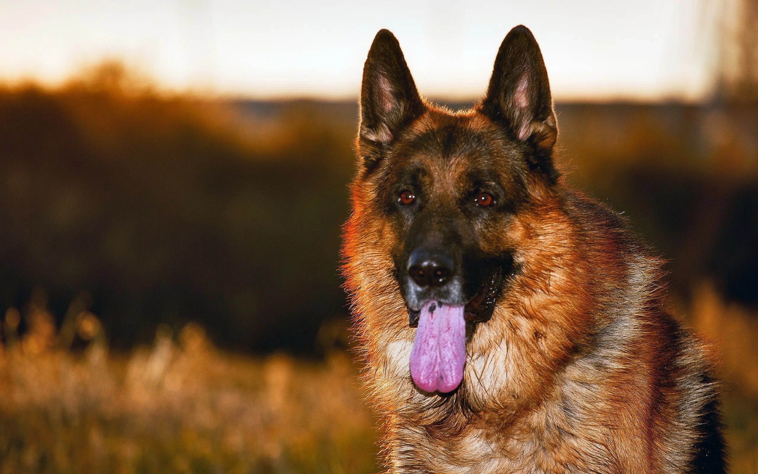 Собака на немецком. Баварская овчарка Shepherd. German Shepherd немецкая овчарка.