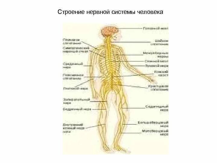 Нервное строение человека. Нервное строение человека