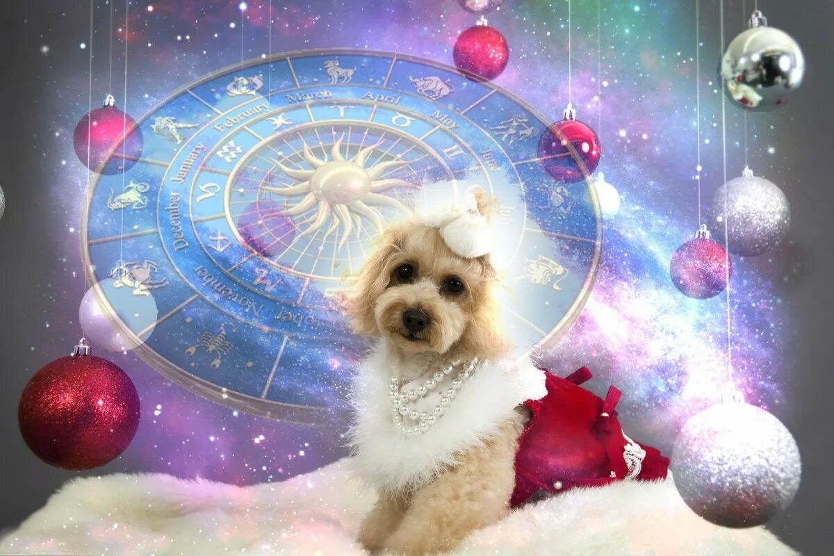 Гороскоп рожденных в год собаки. Год собаки. Астрологический новый год. Год зодиака собака. Год собаки в астрологии.