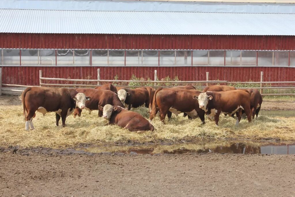 информация о крестьянском хозяйстве