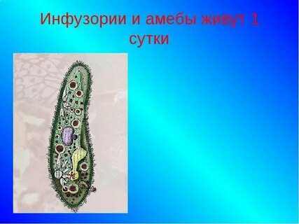 Пресноводная гидра инфузория туфелька