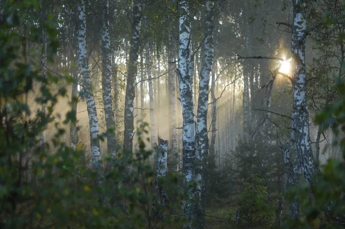 озеро акатовское смоленск фото. березовая роща хабаровск. упавшая трухлявая береза. рылов березовая роща. от берез упали розовые тени.